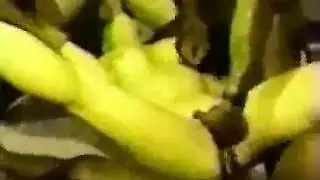 ثدي كبير جنس صعب