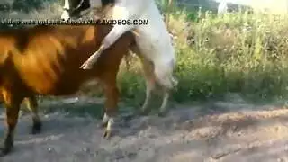 تزاوج وحشي: فيلم جنس حيواني غير مقطوع