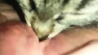 لعب حيوان أليف غريب: قطة تلعق شقها